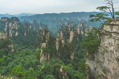 Zhangjiajie Ulusal Parkı 'ndaki Tianzi dağlarının tepesinde büyüyen ağaç, Çin' in Hunan Eyaleti, Wulingyuan 'da ünlü bir turistik merkezdir.