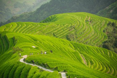 Pingan, Çin - Ağustos 2019: Dokuz Ejderha ve Beş Kaplan bakış açısından, Pingan köyü, Kuzey Guilin, Guangxi Zhuang Özerk Bölgesi, Guangxi Özerk Bölgesi, Guangxi Pirinç Terasları 'ndan geçen turist grubu 