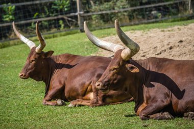 Bir Ankole-Watusi sürüsü güneşin altındaki bir çiftlikte dinleniyor.