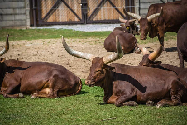 Bir Ankole Watusi Sürüsü Güneşin Altındaki Bir Çiftlikte Dinleniyor — Stok fotoğraf