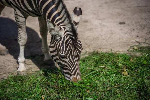 动物园里一只吃草的斑马的特写 — 图库照片