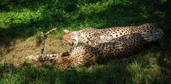 Two Cheetah Lying Ground Sunlight Blurry Background — Stock Photo, Image