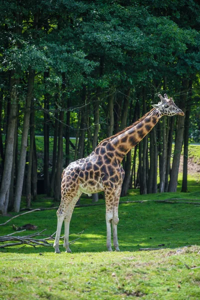 动物园长颈鹿的垂直镜头 — 图库照片