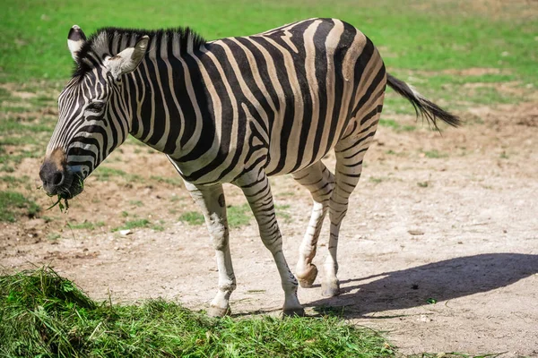 Closeup Zebra Eating Grass Zoo — Stock Photo, Image