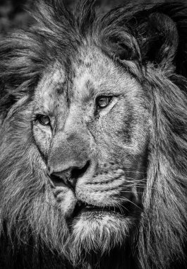 Güçlü bir aslanın siyah beyaz portresi, sakin bir yüz ifadesi var.