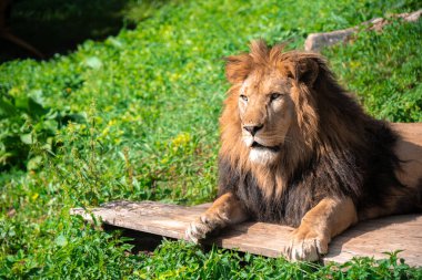 Ahşap kütüğün üzerinde, sakin bir ifadeyle otların arasında yatan bir aslan.