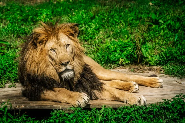 Lion Lying Wooden Log Grass Calm Face Expression — Stock Photo, Image