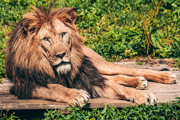 A lion lying on the wooden log among grass with a calm face expression