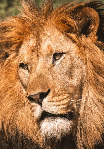 Zbliżenie Portret Potężnego Lwa Spokojnej Twarzy — Zdjęcie stockowe