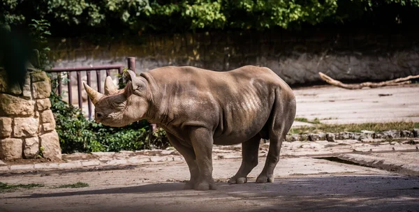Big Mighty Rhino Standing His Enclosure Zoo — Stock Photo, Image
