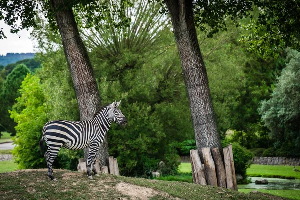 Closeup Zebra Standing Hill Zoo — Stock Photo, Image
