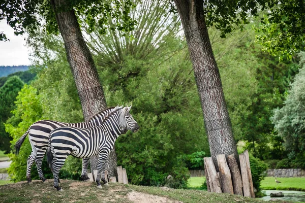 Two zebras standing on a hill in an enclosure at the zoo