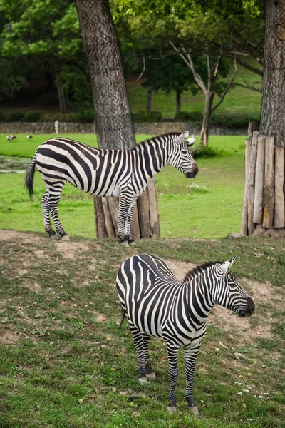 動物園の囲いの中の丘の上に立っている2頭のシマウマ — ストック写真