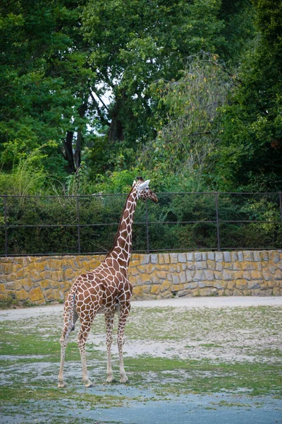 動物園でのキリンの垂直ショット — ストック写真