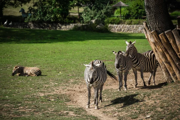 三只斑马站在动物园的一个圈子里 — 图库照片
