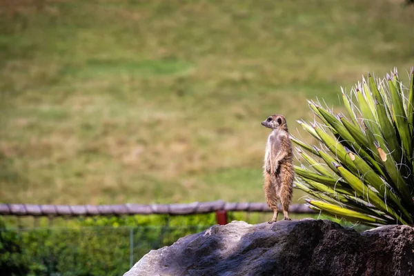 A closeup of a meerkat standing on the ground covered in greenery under the sunlight