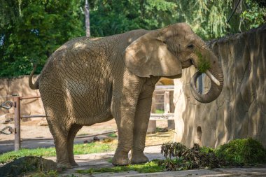 Hayvanat bahçesinde yürüyen bir fil