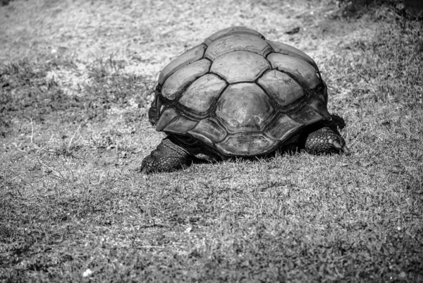 Closeup Large Shell Aldabra Giant Tortoise Walking Grass — Stock Photo, Image