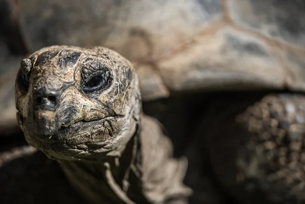 Closeup Head Tortoise Sunlight Blurry Background — Stock Photo, Image