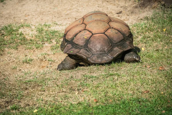 Closeup Large Shell Aldabra Giant Tortoise Walking Grass — Stock Photo, Image