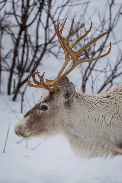 Hesd of reindeer in snow