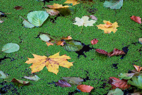 Folhas amarelas, verdes, alaranjadas e marrons na água coberta do pato — Fotografia de Stock