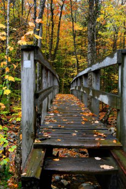 Yağmur, New Hampshire 'da bir dere üzerinde dar bir köprü oluşturur. Sonbahar yaprakları rutubete yapışır.