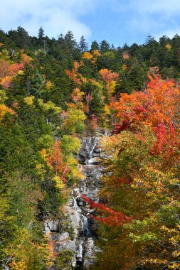 Silver Cascade Waterfall, Bretton Woods, New Hampshire 'da, Kancamagus Otoyolu' nda. Jackson Dağı 'nın kayalık yüzeyinden aşağı yuvarlanıyor. Sonbahar yaprakları renk katar.