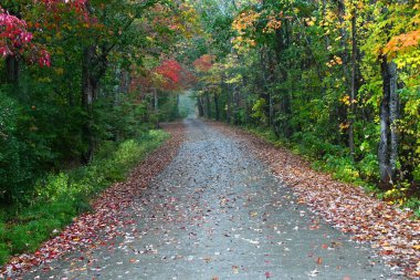 Maine arka yolu dökülen sonbahar yapraklarıyla doluydu. Yol uzaklarda kayboluyor. Hava yağmurlu ve ıslak..