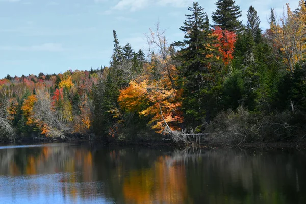 New Hampshire 'daki Androscoggins Nehri' nin yüzeyine uzanan tek bir ağaç. Yapraklar turuncudur ve nehrin pürüzsüz yüzeyini yansıtırlar..