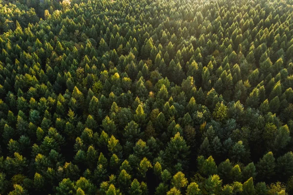 Вид зверху вниз на ліс в осінніх кольорах — стокове фото