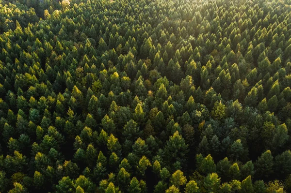 Visão de cima para baixo de uma floresta em cores de outono — Fotografia de Stock