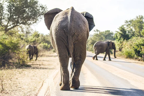 Elefante en el camino — Foto de Stock