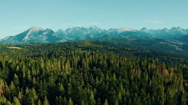 Горы в солнечный день с лесом в цветах осени — стоковое видео