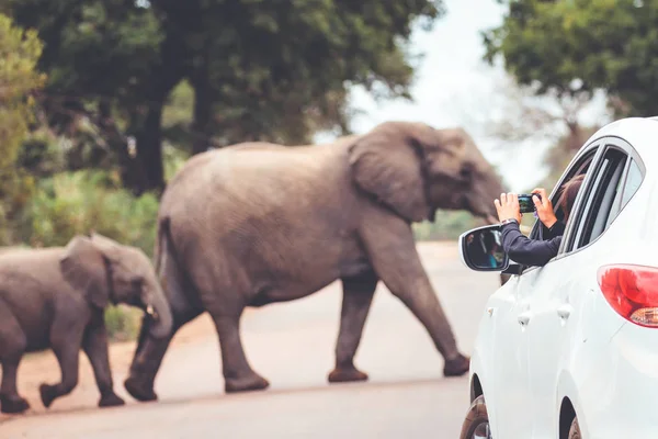 Un elefante cruzando una calle mientras un turista toma fotos — Foto de Stock