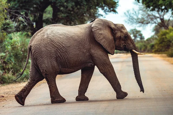 Un elefante caminando por la carretera en el Parque Nacional Kruger — Foto de Stock