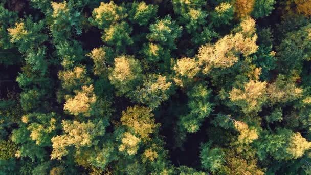 Blick von oben auf einen Wald in Herbstfarben — Stockvideo