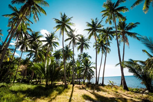 A forest of palm trees — Stock Photo, Image