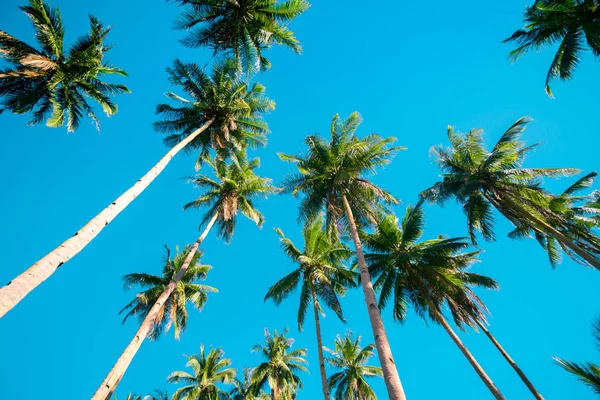A forest of palm trees — Stock Photo, Image