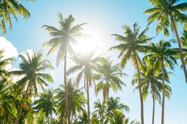 A forest of palm trees — Stock Photo, Image