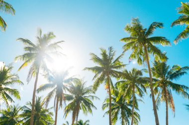 Palmiye ağaçlarının bir orman