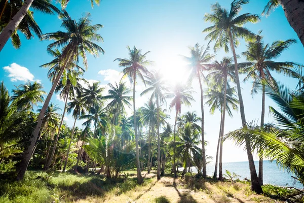 A forest of palm trees — Stock Photo, Image