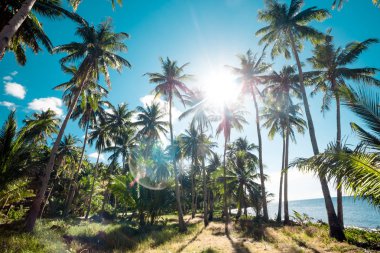 Palmiye ağaçlarının bir orman