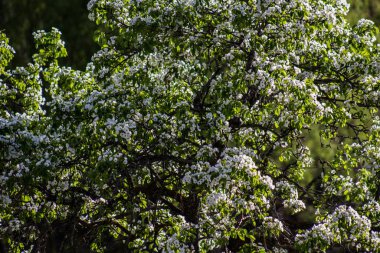 Ağaçta açan beyaz çiçekler