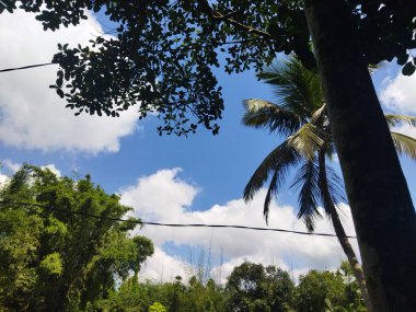 Palmiye ağaçları ve mavi gökyüzü