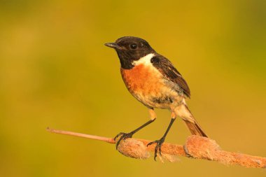 Avrupa 'nın taştan saksafoncusu, kuş ötüşlü Rubicola doğanın vahşi doğası. Kuzeyin yırtıcı horozu. Güzel hayvan ispinozu.
