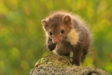 Kayın mermer Martes foina doğada sevimli bir çayır hayvanı, köyün yakınına çekiliyor, hızlı koşuyor, yavruları okşuyor güzel gözler, Avrupa ve Avrupa Birliği