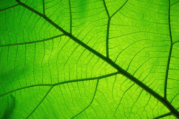 Padrão Textura Folha Para Fundo Primavera Textura Folhas Verdes Conceito — Fotografia de Stock