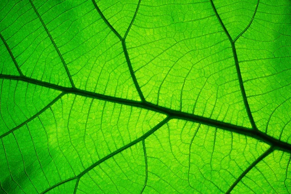 Blattstrukturmuster Für Den Frühlingshintergrund Textur Der Grünen Blätter Ökologiekonzept — Stockfoto