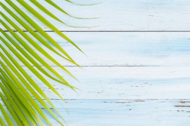 Fotoğraf Hindistan cevizi yaprağı mavi ahşap arka plan üzerinde üstten görünüm yat ve montaj için alan ürün kopyalayın